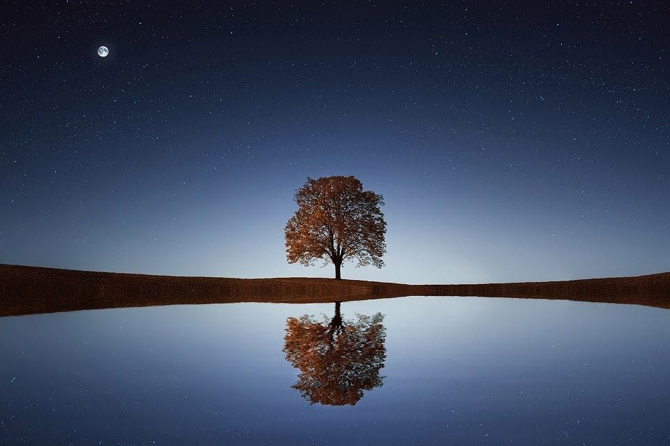 Tree, Lake, Reflection, Water, Calm, Tranquil Scene